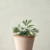 Tropiske Planter^PLANT Øjnvippe bregne