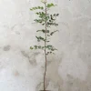 Gulvplanter Og Store Træer|Danskavlede Planter^PLANT Johannesbrødtræ, medium