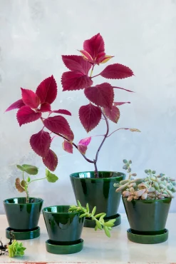 Mellem|Lille^PLANT Julie - Emerald Green