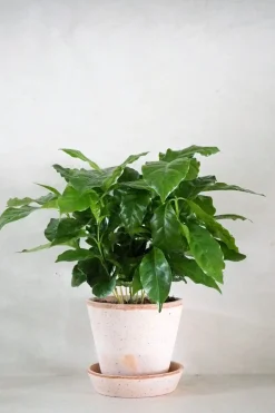 Tropiske Planter^PLANT Kaffetræ - Coffee Arabica