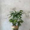 Tropiske Planter^PLANT Kaffetræ - Coffee Arabica, stor