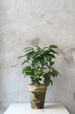 Tropiske Planter^PLANT Kaffetræ - Coffee Arabica, stor