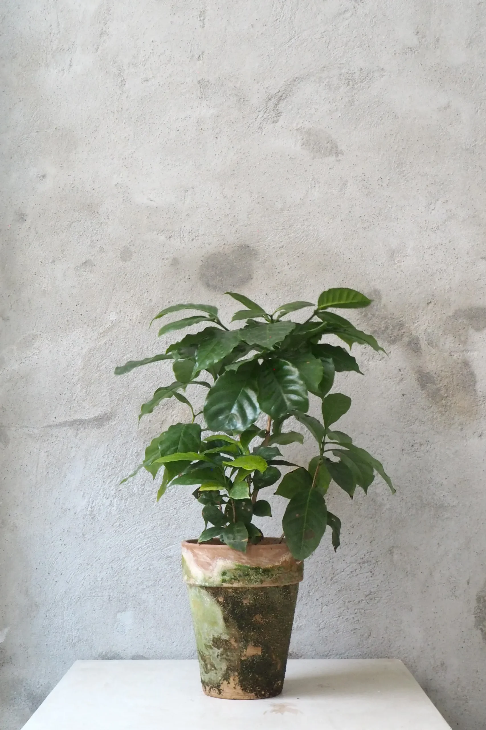 Tropiske Planter^PLANT Kaffetræ - Coffee Arabica, stor
