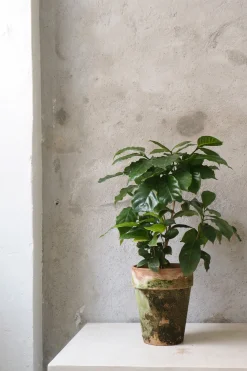 Tropiske Planter^PLANT Kaffetræ - Coffee Arabica, stor