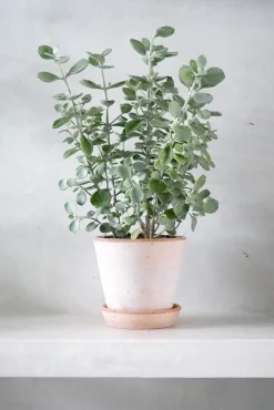 Ørkenplanter Og Knoldplanter^PLANT Kalancho Hildebrandtii