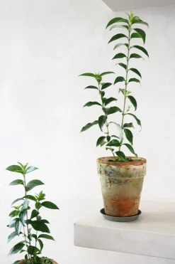 Danskavlede Planter^PLANT Kinesisk liguster