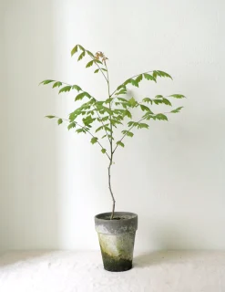 Danskavlede Planter^PLANT Kinesisk træ