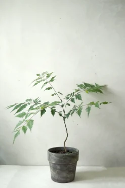 Danskavlede Planter^PLANT Kinesisk træ