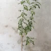 Gulvplanter Og Store Træer|Danskavlede Planter^PLANT Klokketræ, unika, stor
