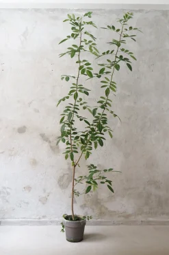 Gulvplanter Og Store Træer|Danskavlede Planter^PLANT Klokketræ, unika, stor
