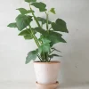 Tropiske Planter^PLANT Knoglee