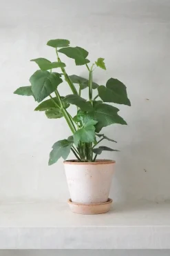 Tropiske Planter^PLANT Knoglee