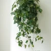 Hængeplanter|Tropiske Planter^PLANT Kongevin