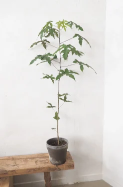 Gulvplanter Og Store Træer|Danskavlede Planter^PLANT Kærlighedstræ (Fingerblad) medium