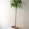 Danskavlede Planter|Kærlighedstræer^PLANT Kærlighedstræ (Fingerblad) stor