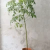 Gulvplanter Og Store Træer|Danskavlede Planter^PLANT Kærlighedstræ (fingerblad) stor I