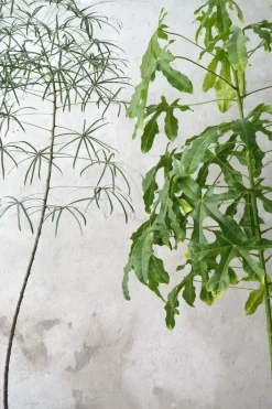 Gulvplanter Og Store Træer|Danskavlede Planter^PLANT Kærlighedstræ (fingerblad) stor I
