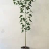 Gulvplanter Og Store Træer|Danskavlede Planter^PLANT Kærlighedstræ (Hjerteblad) medium I