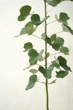 Gulvplanter Og Store Træer|Danskavlede Planter^PLANT Kærlighedstræ (Hjerteblad) medium I