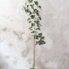Gulvplanter Og Store Træer|Danskavlede Planter^PLANT Kærlighedstræ (hjerteblad) stor