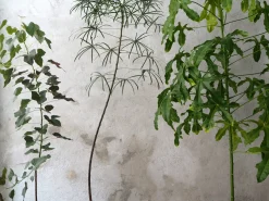 Gulvplanter Og Store Træer|Danskavlede Planter^PLANT Kærlighedstræ (hjerteblad) stor