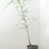 Danskavlede Planter|Kærlighedstræer^PLANT Kærlighedstræ (Stjerneblad) medium