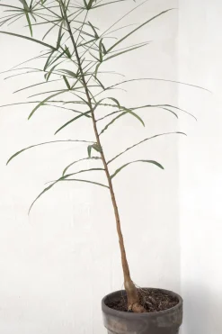 Danskavlede Planter|Kærlighedstræer^PLANT Kærlighedstræ (Stjerneblad) medium