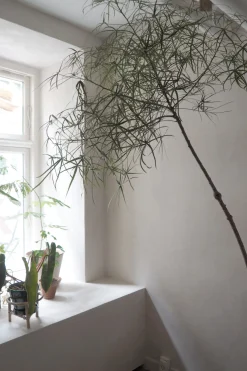 Danskavlede Planter|Kærlighedstræer^PLANT Kærlighedstræ (Stjerneblad) Stor