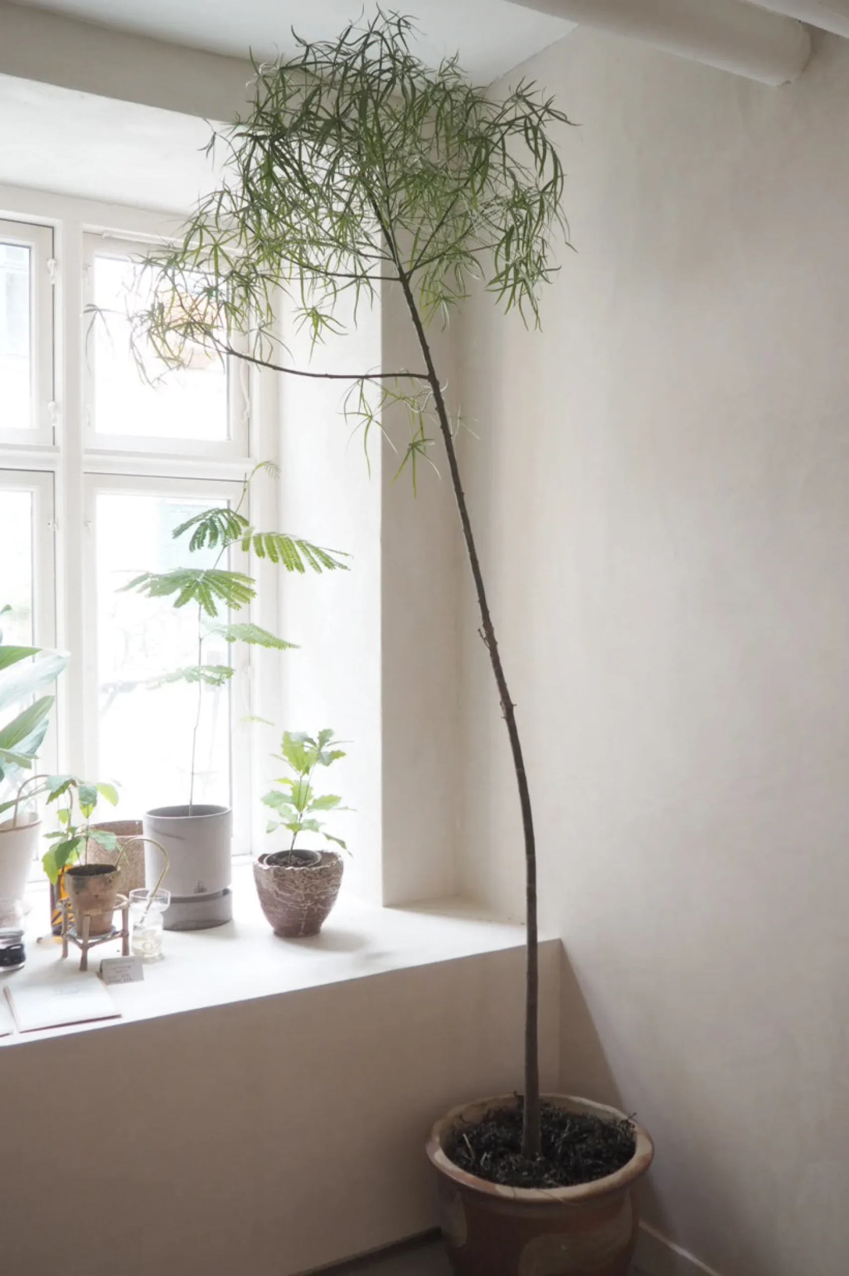 Danskavlede Planter|Kærlighedstræer^PLANT Kærlighedstræ (Stjerneblad) Stor