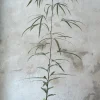 Danskavlede Planter|Kærlighedstræer^PLANT Kærlighedstræ (Trefod) medium