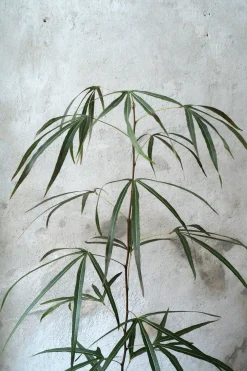Danskavlede Planter|Kærlighedstræer^PLANT Kærlighedstræ (Trefod) medium