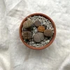 Ørkenplanter Og Knoldplanter^PLANT Levende sten - Lithops