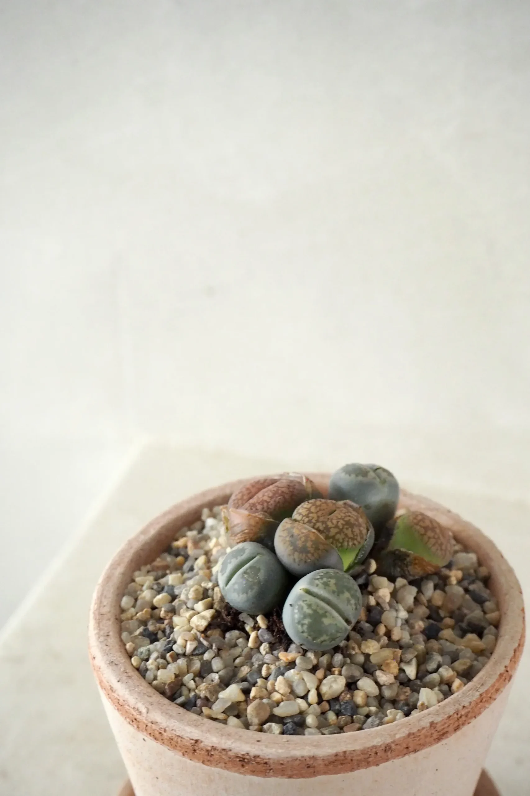 Ørkenplanter Og Knoldplanter^PLANT Levende Sten - mini