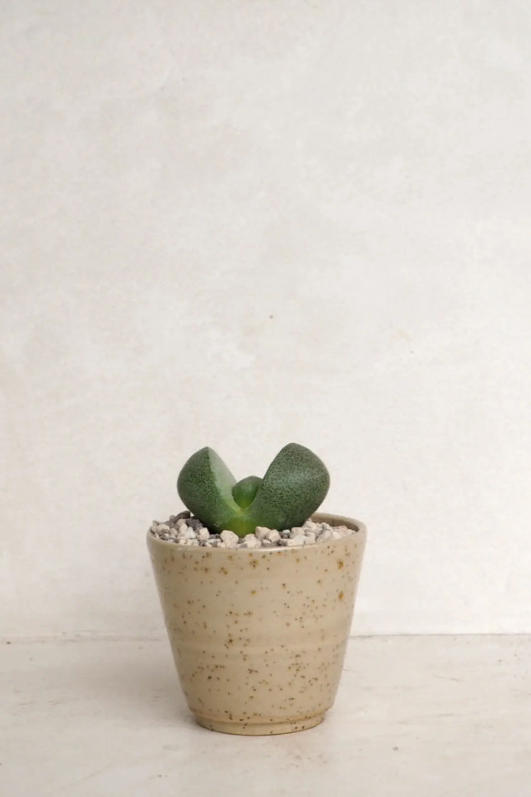 Ørkenplanter Og Knoldplanter^PLANT Levende Sten - Pleiospilos Green, mini
