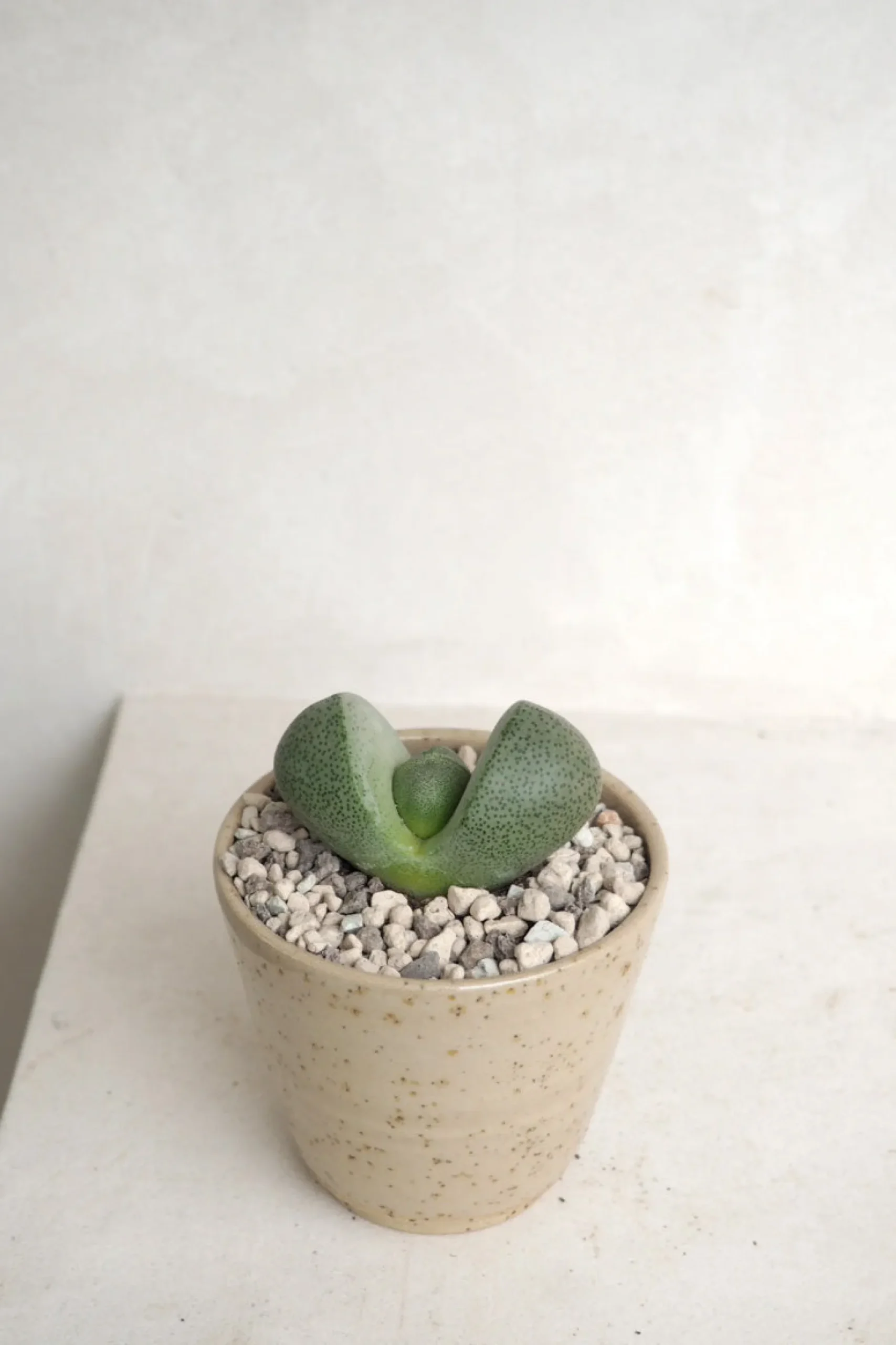Ørkenplanter Og Knoldplanter^PLANT Levende Sten - Pleiospilos Green, mini
