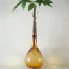 Planter I Vand|Tropiske Planter^PLANT Lykkekastanje Japandi i glas