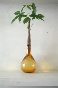 Planter I Vand|Tropiske Planter^PLANT Lykkekastanje Japandi i glas