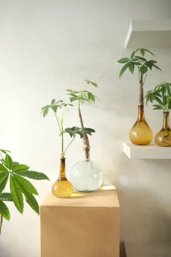 Planter I Vand|Tropiske Planter^PLANT Lykkekastanje Japandi i glas