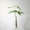 Planter I Vand|Tropiske Planter^PLANT Lykkekastanje Japandi i glas, stor