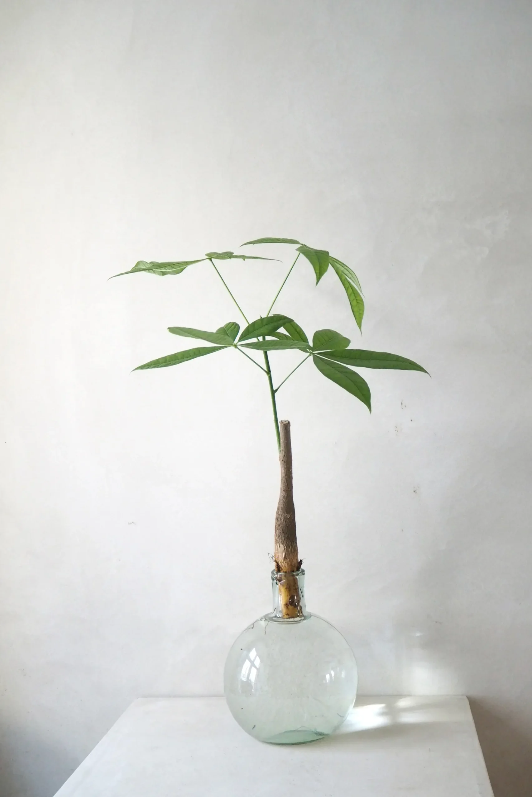 Planter I Vand|Tropiske Planter^PLANT Lykkekastanje Japandi i glas, stor
