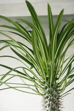 Ørkenplanter Og Knoldplanter^PLANT Madagaskar Palme, stor