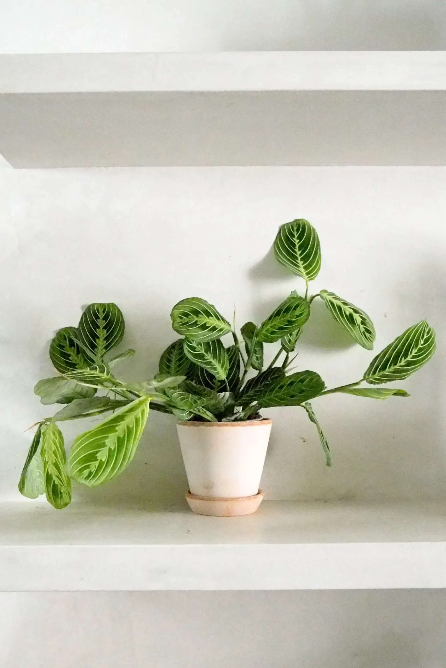 Tropiske Planter^PLANT Maranta lemon lime