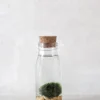 Planter I Vand|Tropiske Planter^PLANT Marimo Moskugle i flaske
