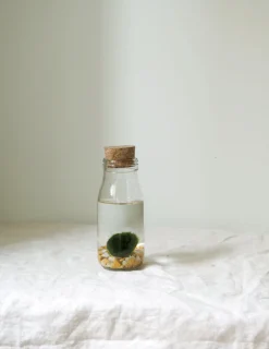 Planter I Vand|Tropiske Planter^PLANT Marimo Moskugle i flaske