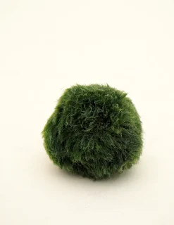 Planter I Vand|Tropiske Planter^PLANT Marimo Moskugle i flaske