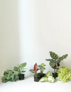 Planter Og Værktøj Til Terrarier|Tropiske Planter^PLANT Minier