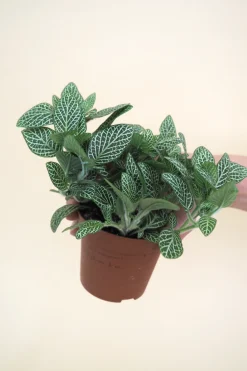 Planter Og Værktøj Til Terrarier|Tropiske Planter^PLANT Minier