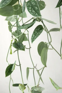 Hængeplanter|Tropiske Planter^PLANT Måneskin