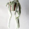 Hængeplanter|Ørkenplanter Og Knoldplanter^PLANT Monkey's Tail kaktus