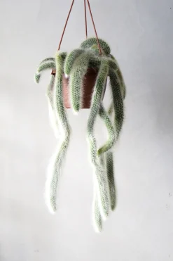 Hængeplanter|Ørkenplanter Og Knoldplanter^PLANT Monkey's Tail kaktus